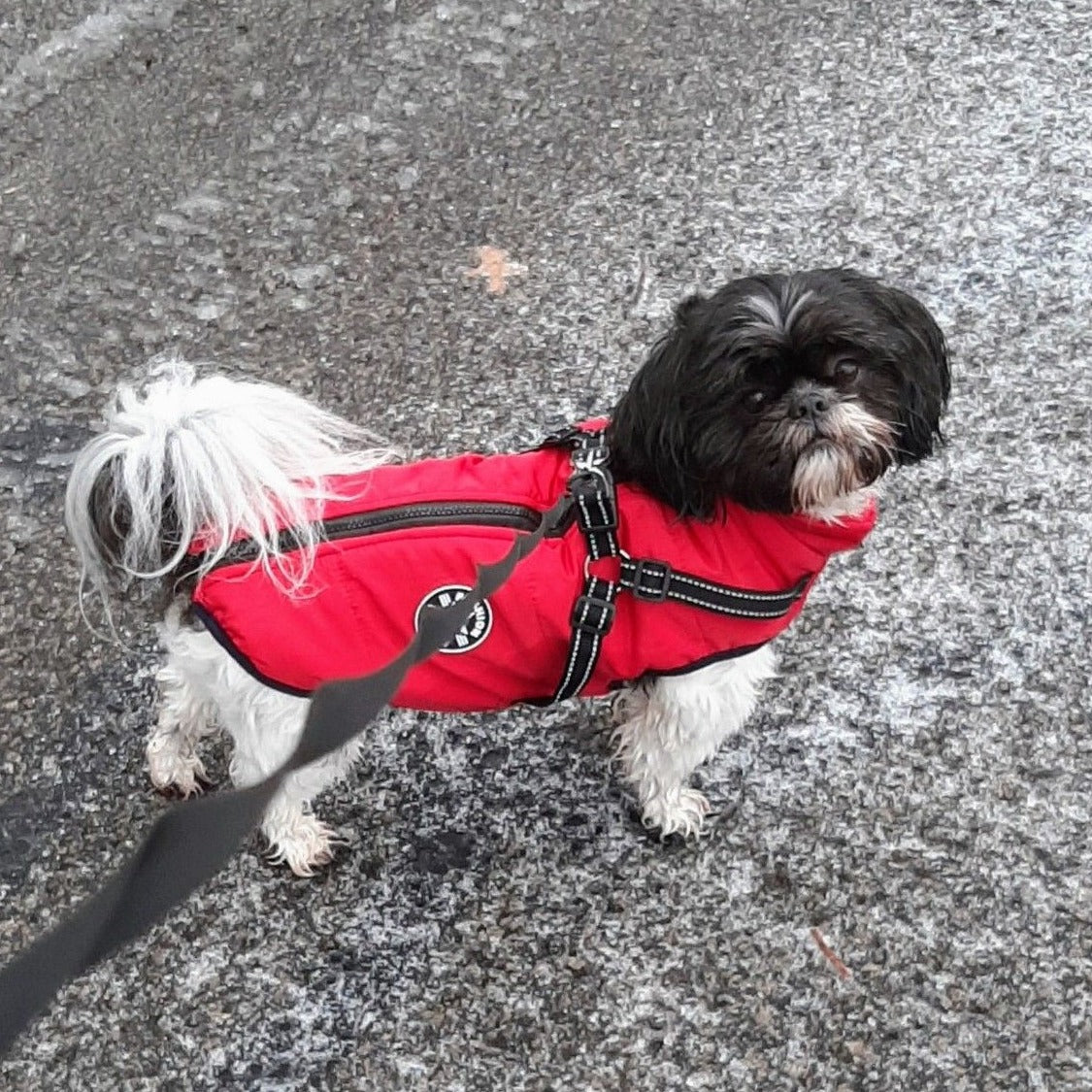 Dog Jacket | Wind & Water Resistant | Integrated Harness