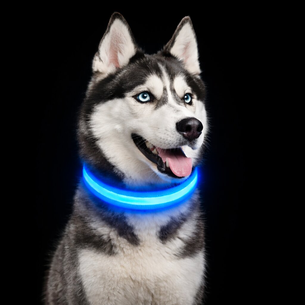LED Light-Up Dog Collar