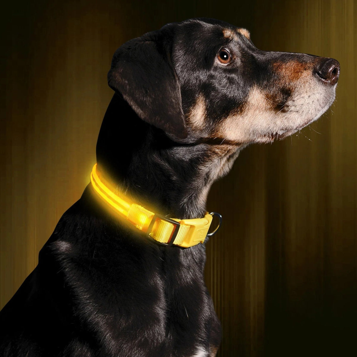 LED Light-Up Dog Collar