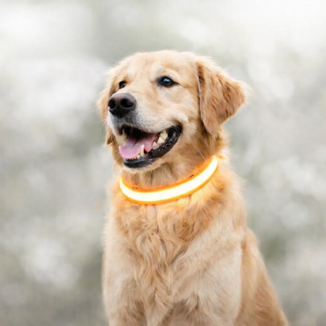 LED Light-Up Dog Collar